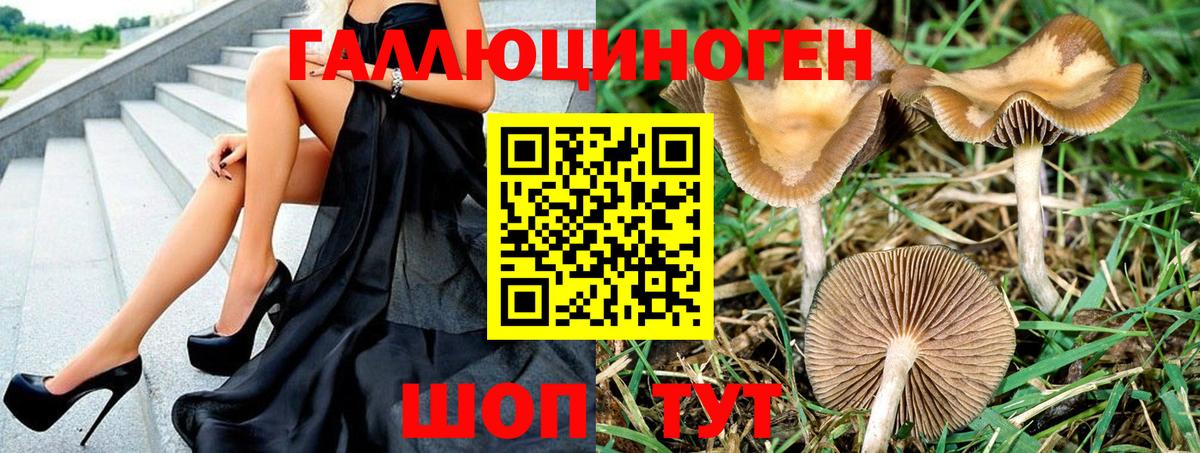 Галлюциногенные грибы Psilocybe Малоярославец